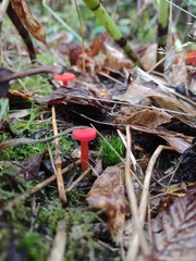 Hygrocybe constans
