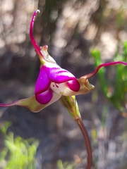 Disperis capensis capensis