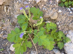 Phacelia scariosa