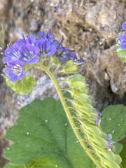 Phacelia scariosa
