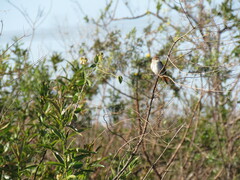 Certhiaxis cinnamomeus