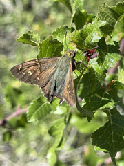 Urbanus proteus proteus