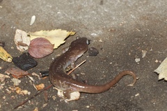 Aneides lugubris