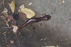 Aneides lugubris
