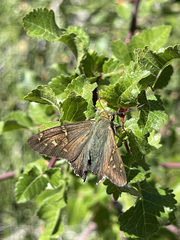 Urbanus proteus proteus