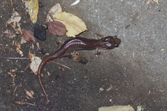 Aneides lugubris