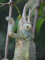 Trioceros jacksonii jacksonii