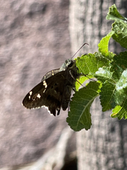 Urbanus proteus proteus