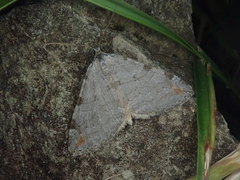 Aplocera perelegans