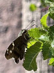 Urbanus proteus proteus