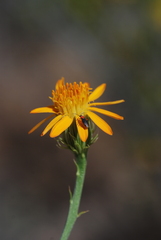 Adenophyllum cooperi