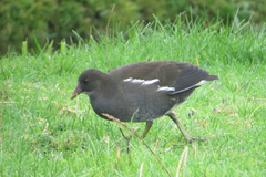 Gallinula chloropus