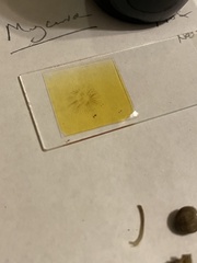 Mycena alcalina