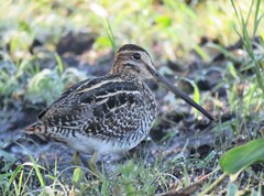 Gallinago paraguaiae