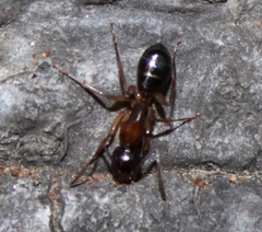 Camponotus clarithorax