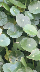 Hydrocotyle verticillata