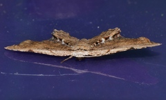 Epiplema coeruleotincta