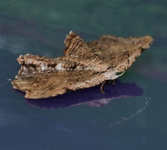 Epiplema coeruleotincta