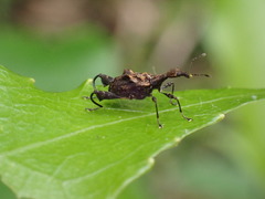 Stephanorhynchus lawsoni