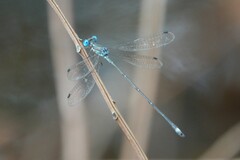 Lestes tenuatus