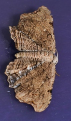 Epiplema coeruleotincta