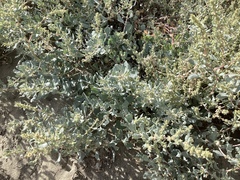 Atriplex barclayana