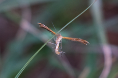 Oxyptilini