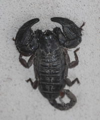 Opisthacanthus validus