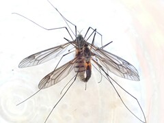 Leptotarsus rufibasis