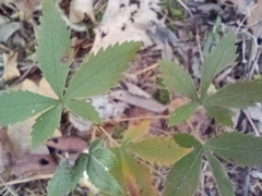Potentilla canadensis