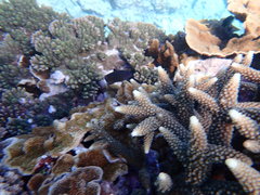 Pomacentrus chrysurus