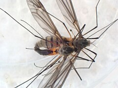 Leptotarsus rufibasis