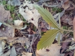 Potentilla canadensis