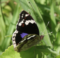 Junonia oenone
