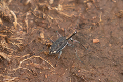 Prothymidia angusticollis