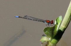 Pseudagrion massaicum