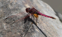 Trithemis annulata annulata