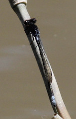 Pseudagrion hamoni