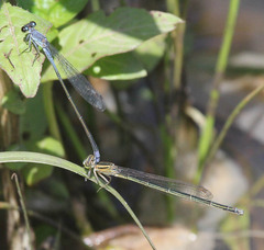 Pseudagrion salisburyense