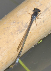 Pseudagrion hamoni