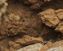 Pholcus opilionoides