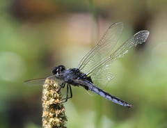 Urothemis edwardsii
