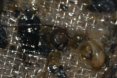 Bathyomphalus contortus