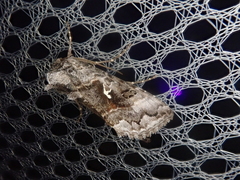 Syngrapha ottolenguii