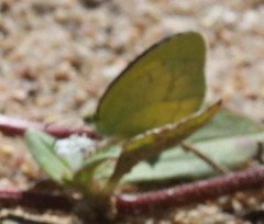 Eurema brigitta