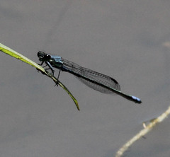 Pseudagrion salisburyense
