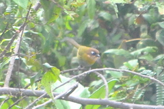 Chlorospingus flavopectus