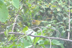 Chlorospingus flavopectus