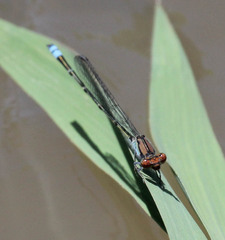 Pseudagrion