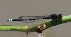 Pseudagrion hamoni